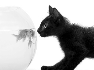 fishes, Black, kitten