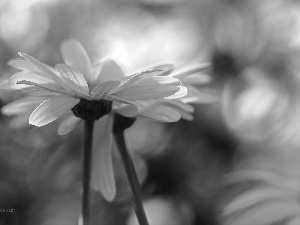 flakes, Yellow, daisy