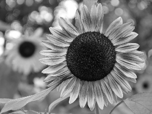 flakes, Sunflower, decorated