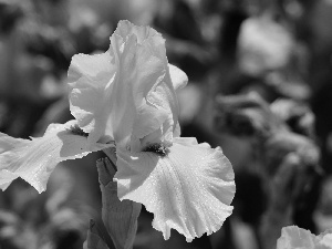 Colourfull Flowers, White, flakes, iris