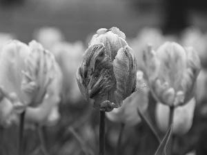 flakes, Tulips, frayed