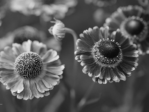 flakes, Helenium, Red, Yellow, Flowers