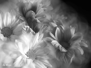 flakes, Flowers, Margaretki