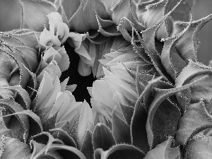 Sunflower, bud, Leaf, flakes