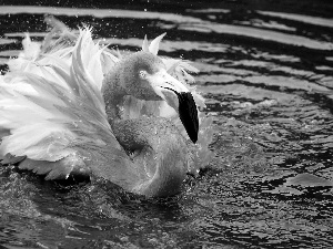 flamingo, water, Pink