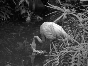 water, Pink, flamingo, scrub