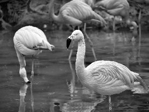 Flamingos