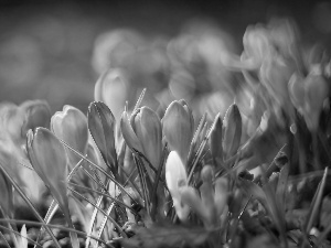 sun, crocuses, luminosity, ligh, Spring, flash, Bokeh