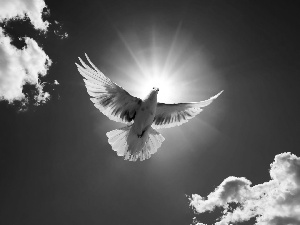 sun, pigeon, luminosity, ligh, Sky, flash, clouds