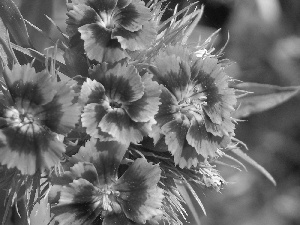 ligh, cloves, flash, luminosity, sun, Garden