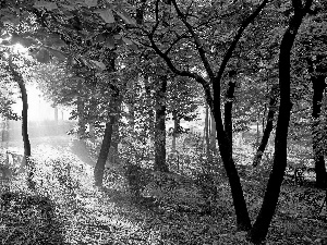 ligh, forest, flash, luminosity, sun, Przebijające