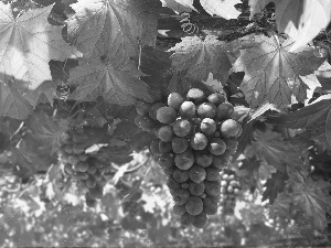 ligh, Grapes, flash, luminosity, sun, Przebijające