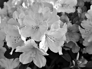 ligh, rhododendron, flash, luminosity, sun, Flowers