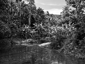 sun, River, luminosity, ligh, jungle, flash, shadow