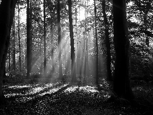 viewes, light breaking through sky, shadows, trees, forest
