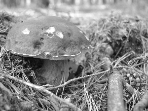 forester, Boletus edulis, fleece