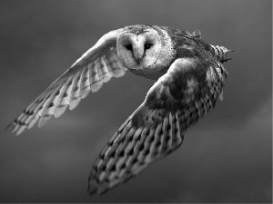flight, owl, Barn