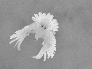 flight, White, dove