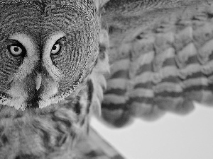 owl, during, flight, Tawny owl great gray owl