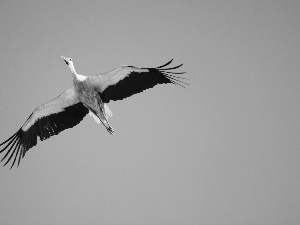 stork, azure, flight, Sky