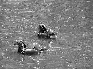Mandarin ducks, water, Floating