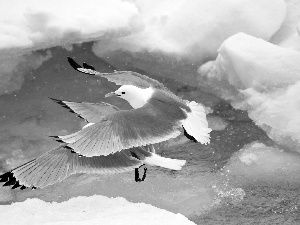 floe, gulls, water