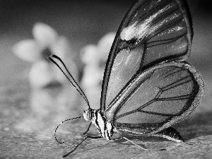 butterfly, Flowers, floor, Greta Oto