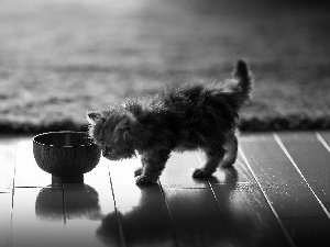 Little, bowl, floor, kitten