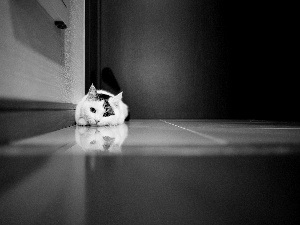 Black and white, cat, floor