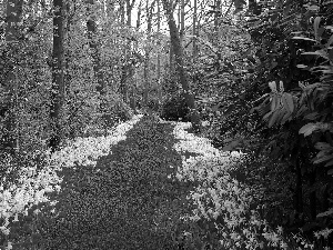 Spring, carpet, floral, Park