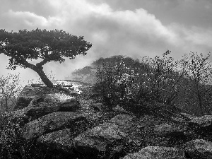 Bush, Fog, trees, Flourished, Rocks, Flowers, pine