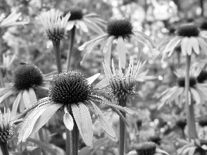 flourishing, echinacea