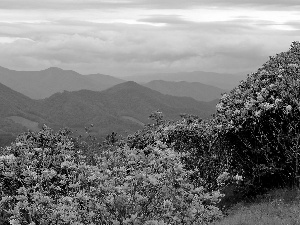 flourishing, Rhododendrons, Mountains, woods, Spring