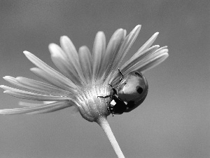 flower, ladybird, an