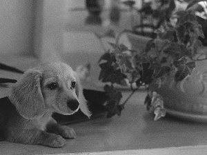 puppie, Flower, dachshund, bag