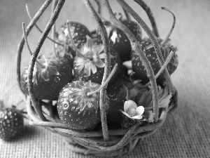 flower, strawberries, basket