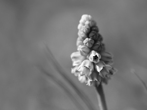 Flower, Muscari, blue