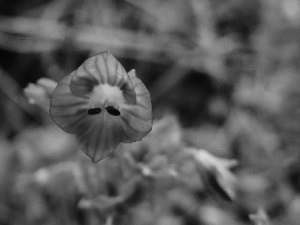 blue, Flower