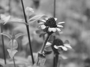 dry, Flower