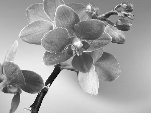 Pink, Colourfull Flowers, Buds, Colorful Background, orchid, flower