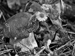 Flower, Mushrooms, forest