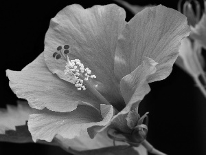 flower, hibiskus