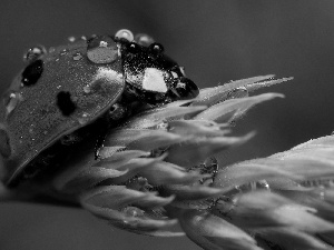 ladybird, water, Flower, drops