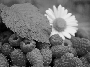 Flower, raspberries, leaves