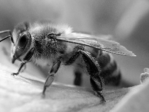 Flower, bee, petal