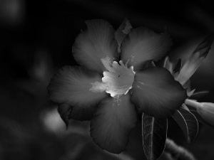 Pink, Flower