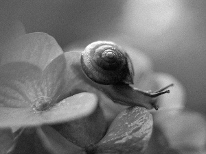 snail, Flower