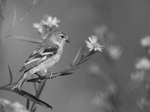 flower, sparrow, twig