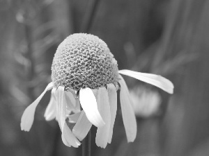 White, Flower