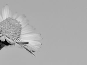 flower, daisy